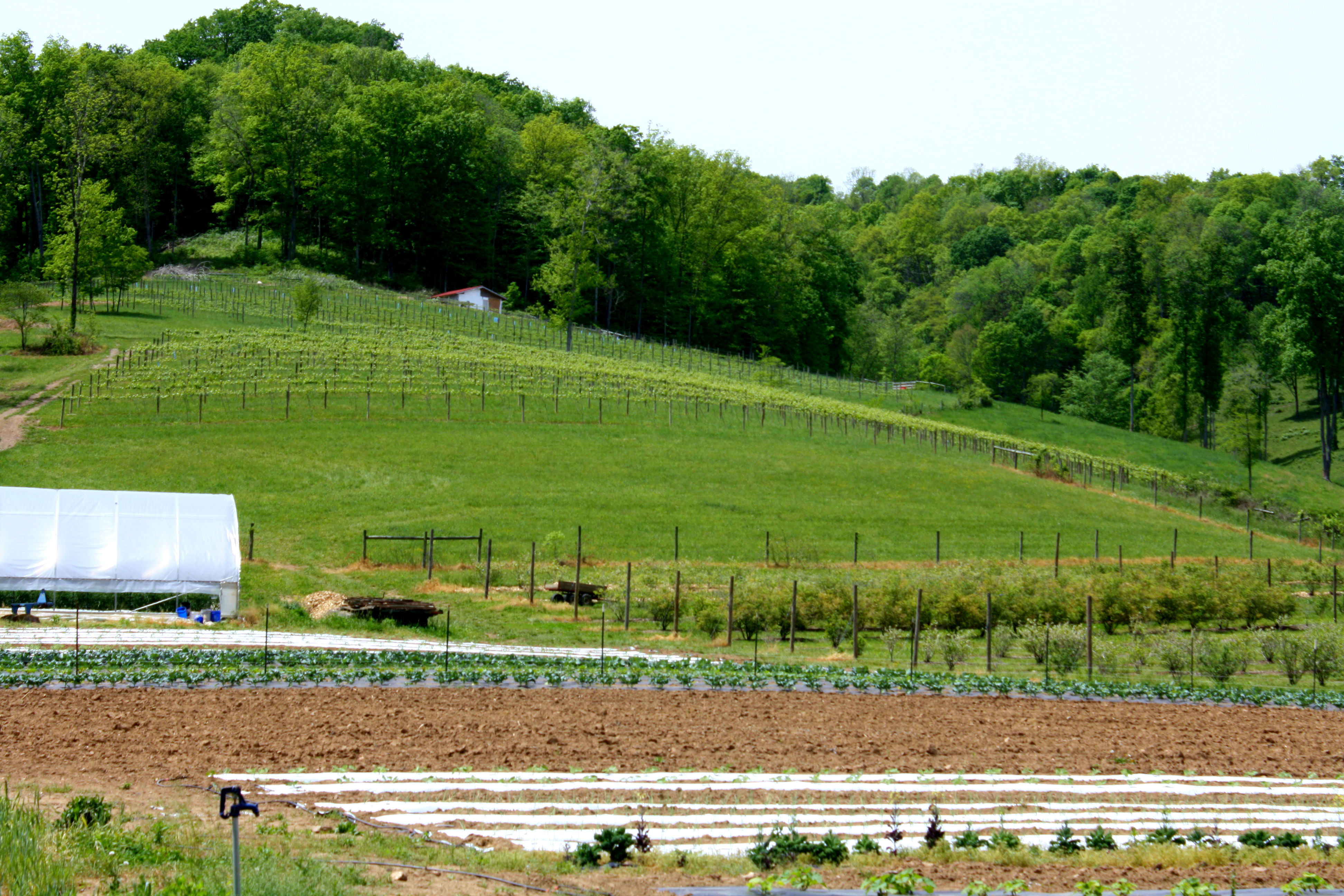 A trip into Tennessee wine country